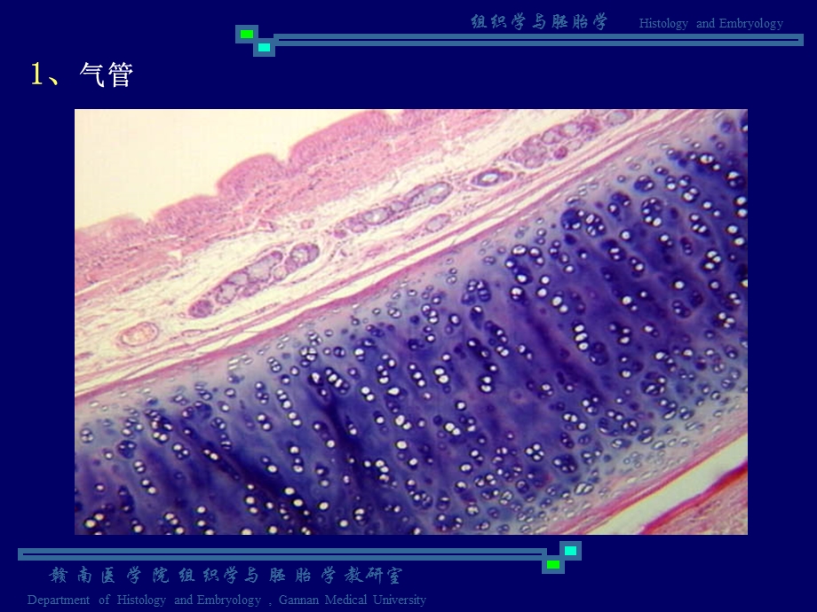 呼吸泌尿生殖系统实验课件.ppt_第3页