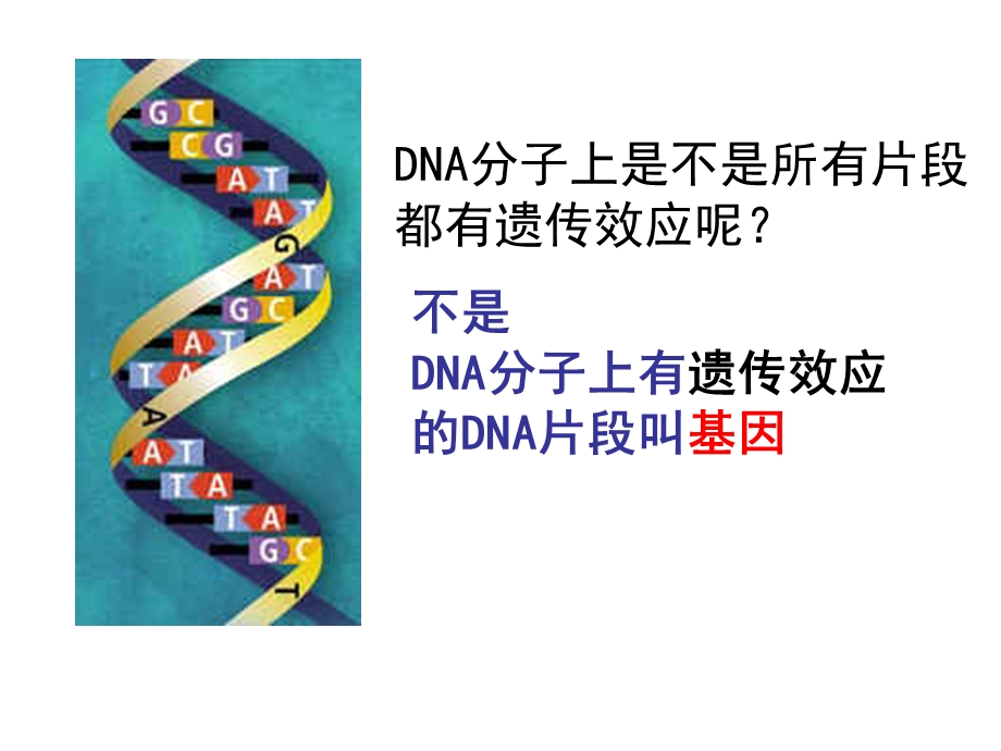 高一生物苏教版必修二4.3 基因控制蛋白质的合成 ppt课件.ppt_第1页