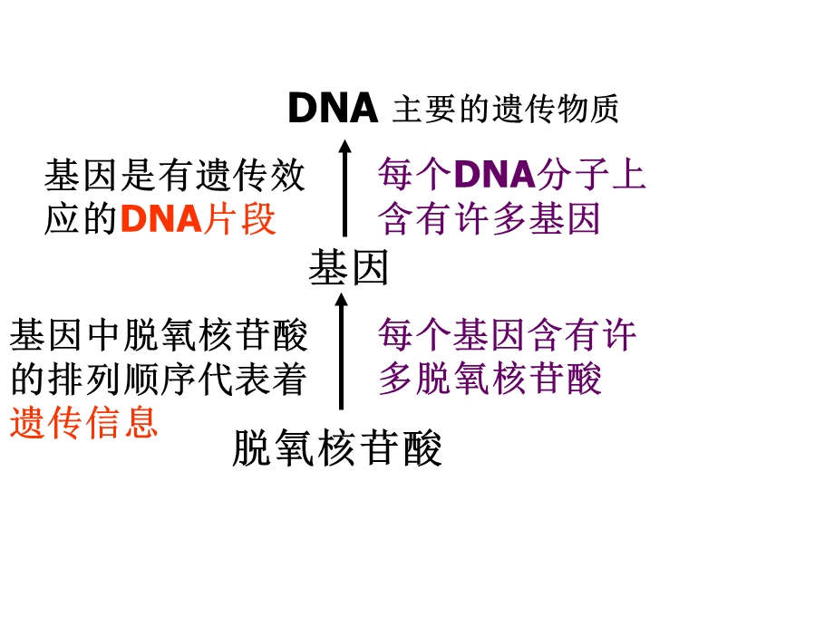 高一生物苏教版必修二4.3 基因控制蛋白质的合成 ppt课件.ppt_第2页