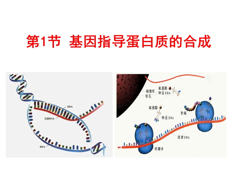 高一生物苏教版必修二4.3 基因控制蛋白质的合成 ppt课件.ppt_第3页