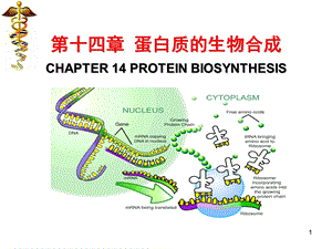 生物化学ppt课件 蛋白质生物合成.ppt