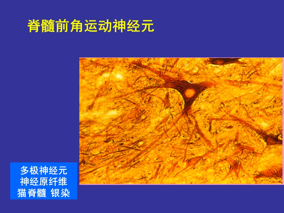 组织学与胚胎学神经组织_课件.ppt_第3页