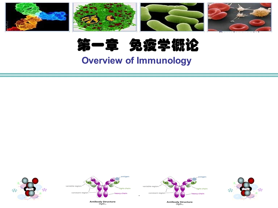 免疫器官和组织演示ppt课件.ppt_第3页