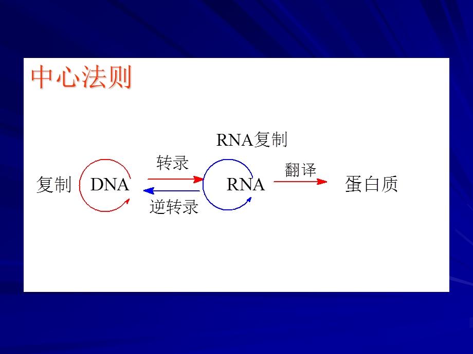 dna的生物合成复制（ppt课件）.ppt_第2页