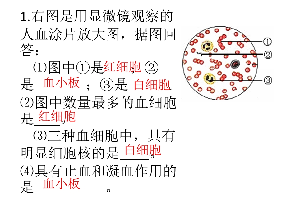 右图是用显微镜观察的人血涂片放大图据图回答课件.ppt_第1页