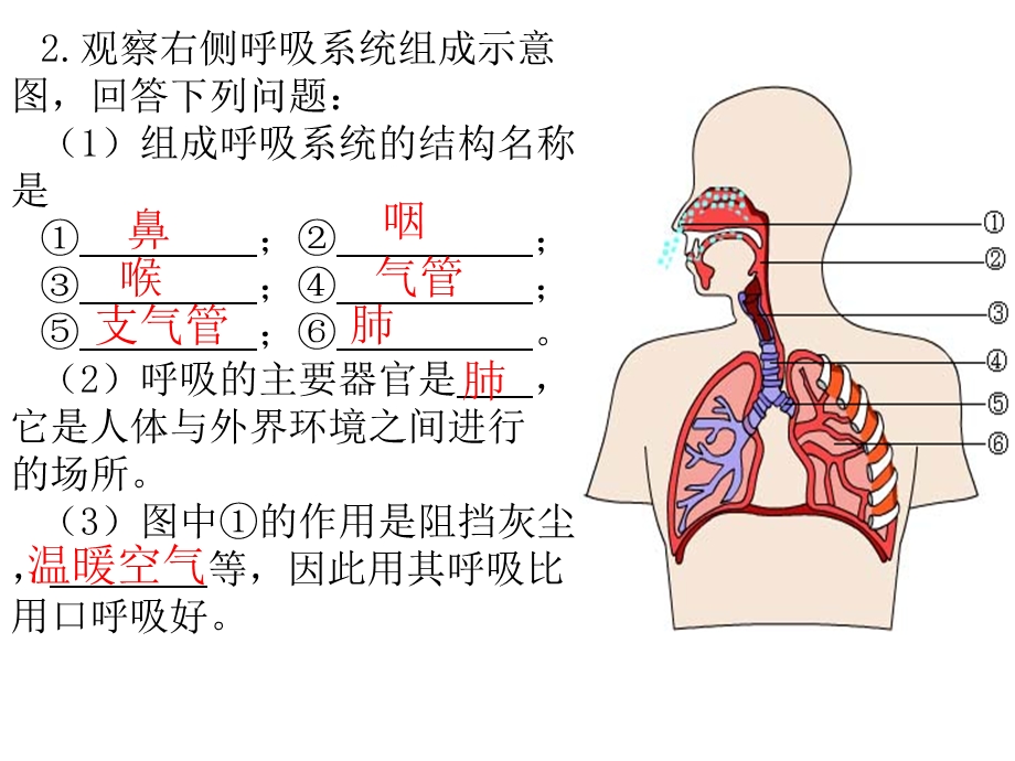 右图是用显微镜观察的人血涂片放大图据图回答课件.ppt_第2页