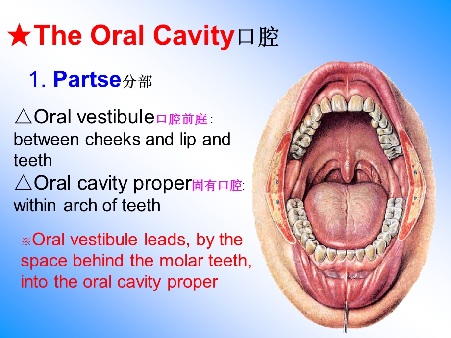 口腔鼻咽喉解剖课件.ppt_第2页