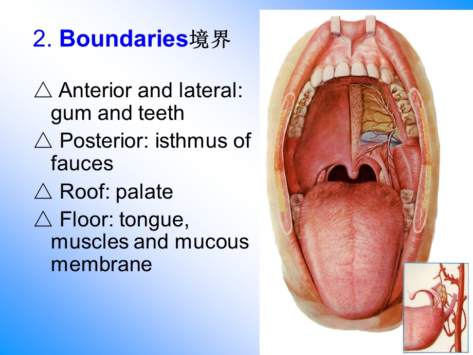 口腔鼻咽喉解剖课件.ppt_第3页