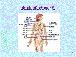 免疫学ppt课件免疫器官和组织.ppt