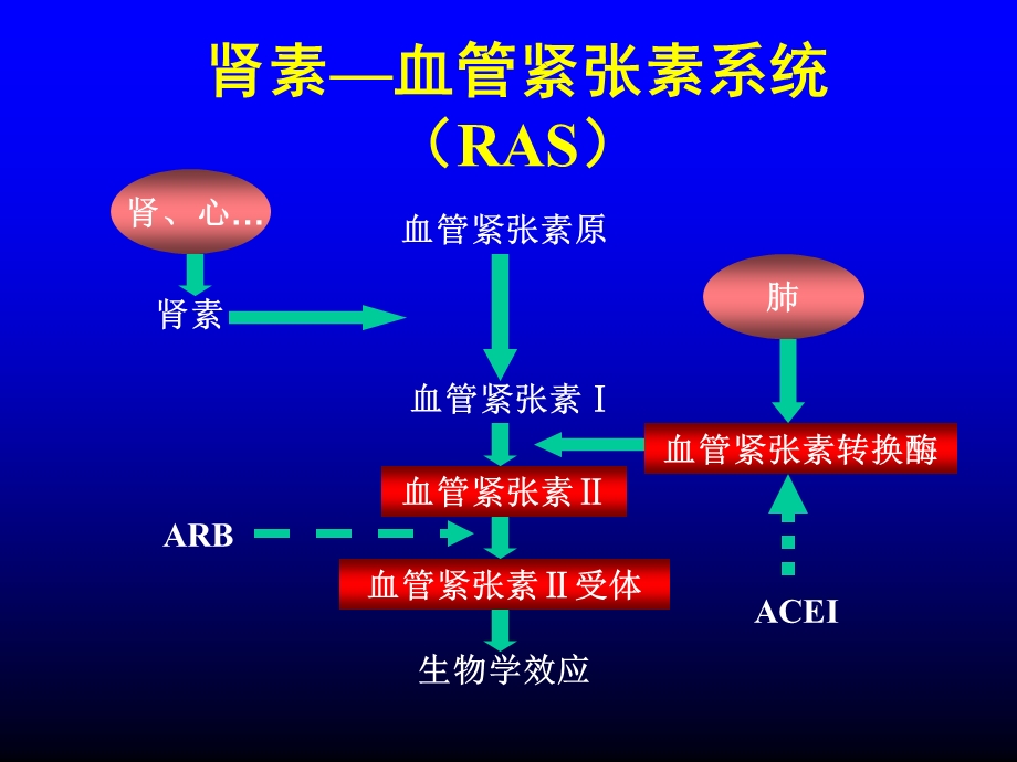 ACEI在肾脏病中正确应用的共识课件.ppt_第2页