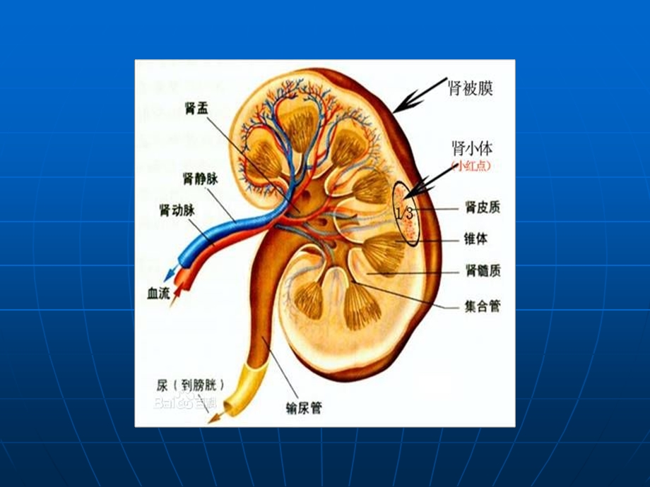 蛋白尿的诊治进展课件.ppt_第3页