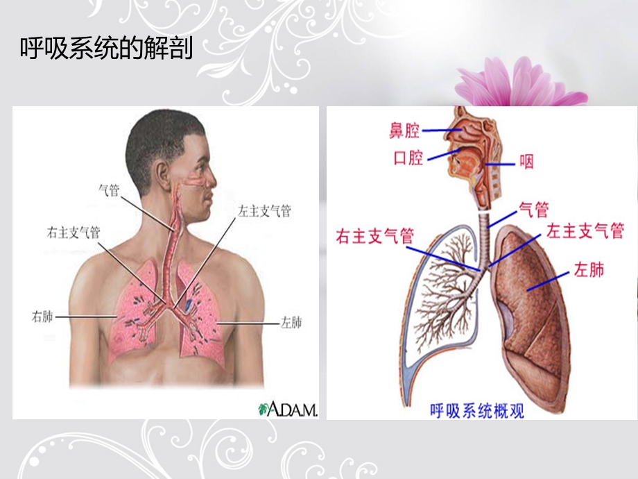 呼吸衰竭的急救护理ppt课件.ppt_第3页