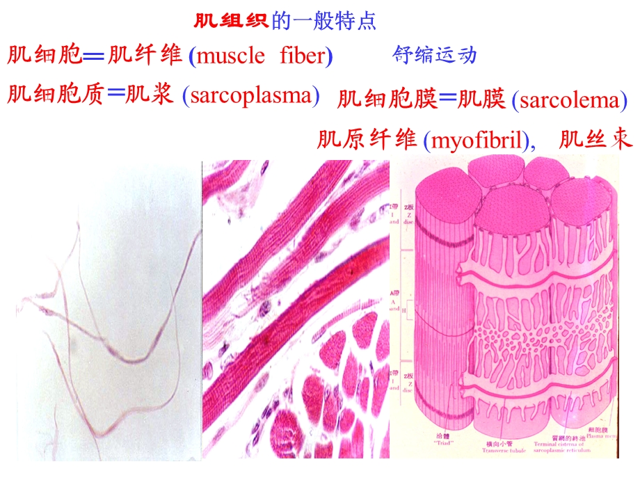 肌组织神经组织（一） 课件.ppt_第2页