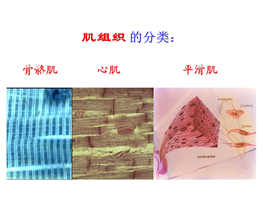 肌组织神经组织（一） 课件.ppt_第3页