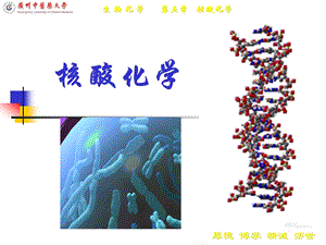 CH5-Gangan生化ppt课件--核酸化学和核苷酸代谢ok.ppt