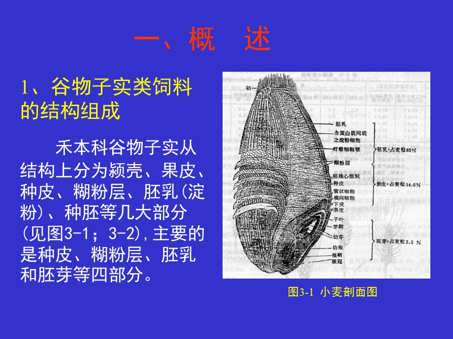 饲料学ppt课件之2.能量饲料.ppt_第3页