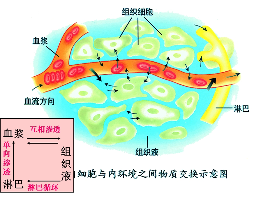 体温相对恒定的意义课件.ppt_第3页