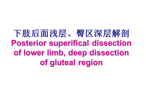 下肢后面浅层、臀区深层课件.ppt