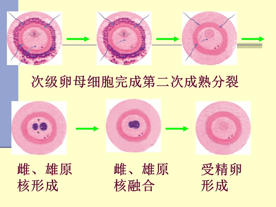 临本（查）第十四章 DNA的生物合成课件.ppt_第3页