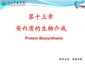 蛋白质生物合成 课件.ppt