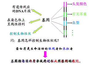 基因指导蛋白质合成 高二生物课件教案 人教版.ppt