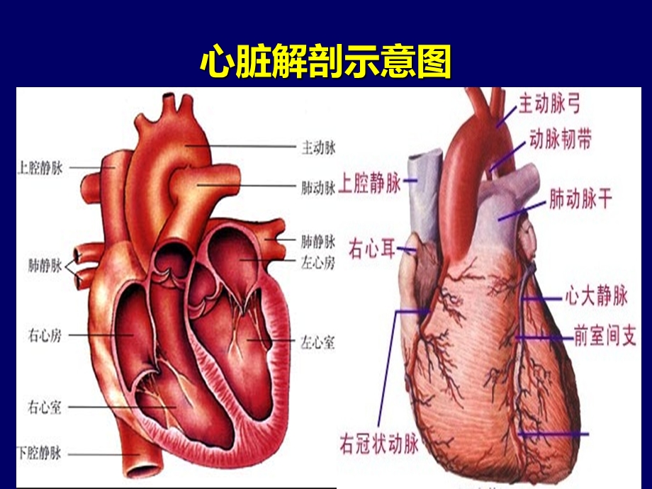 2018年版重症心力衰竭的药物课件.ppt_第3页