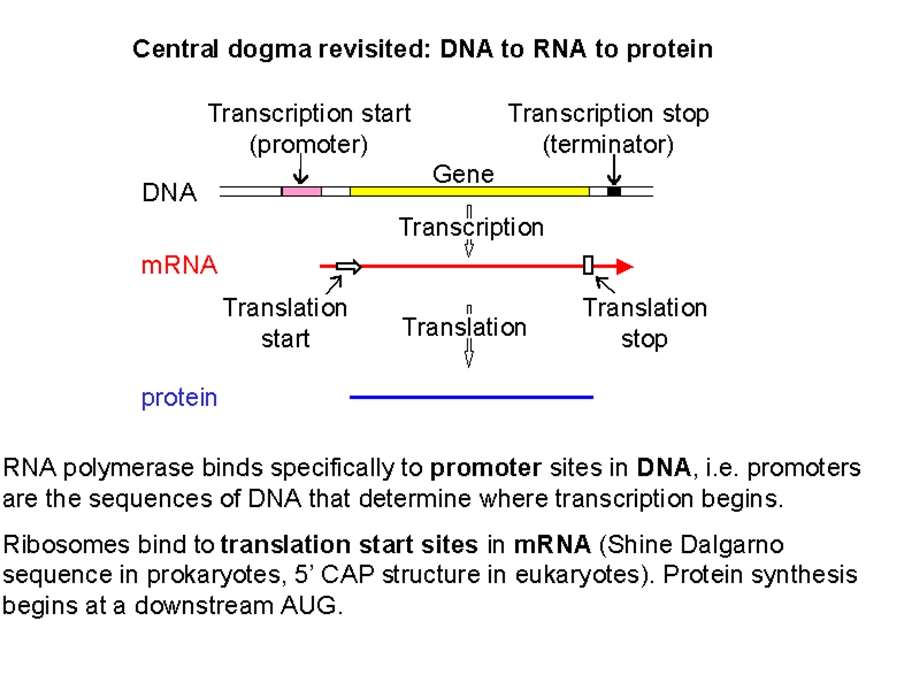 北医本科ppt课件《生物化学》第13章 rna生物合成-zwg.ppt_第2页