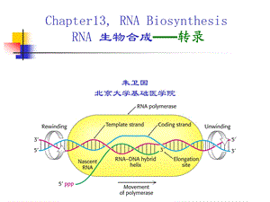 北医本科ppt课件《生物化学》第13章 rna生物合成-zwg.ppt