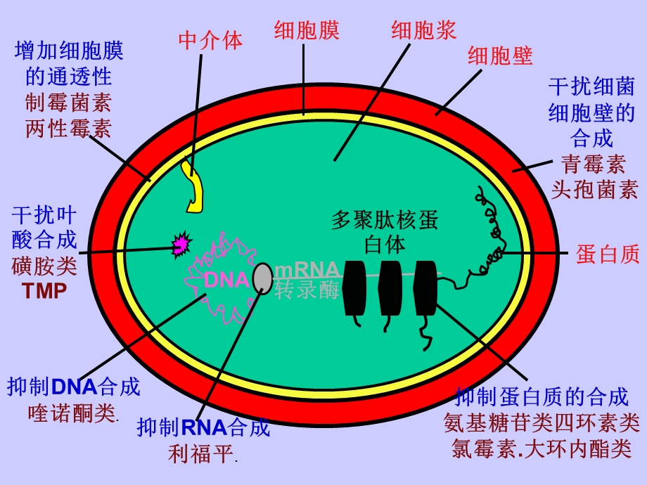 药师 药理学 考前培训ppt课件（四）.ppt_第3页