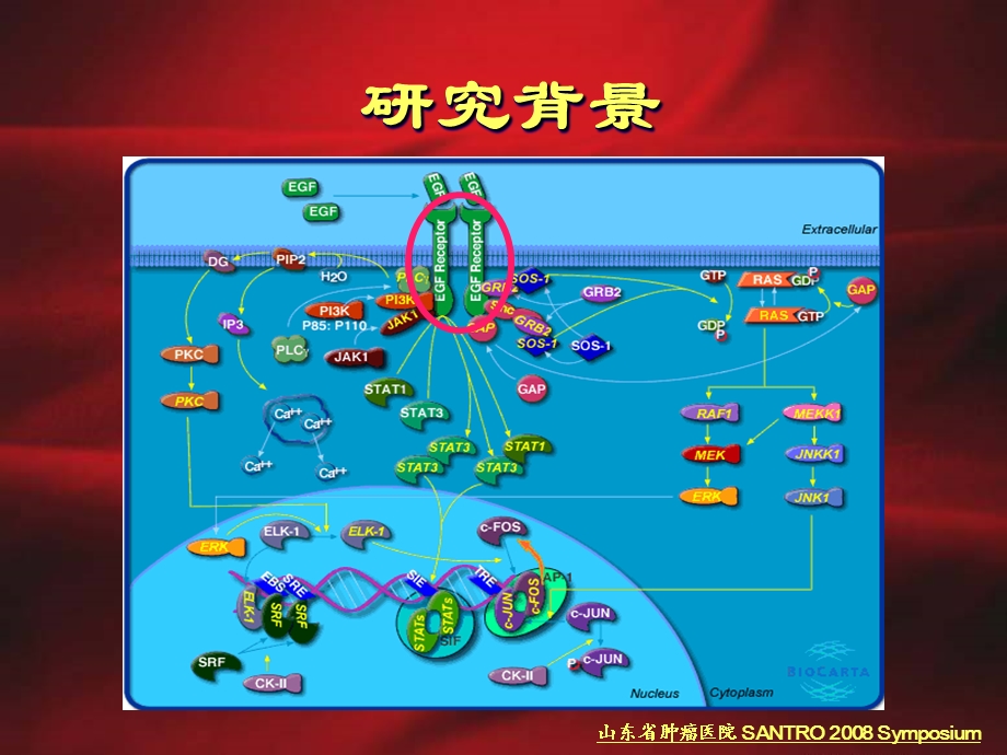 PETCT构建非小细胞肺癌患者EGFR分子影像的初步研究课件.ppt_第2页