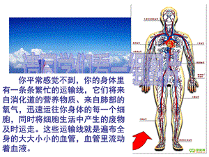 修改第一节流动的组织─血液课件.ppt