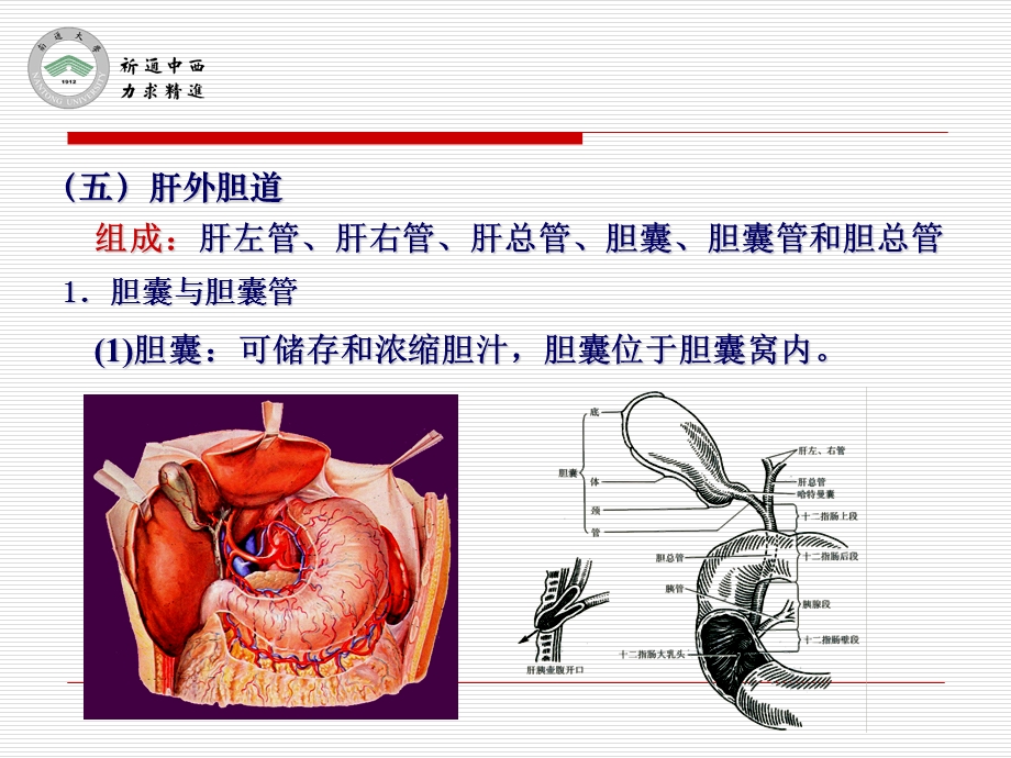 《医用局部解剖学第五章腹部第四节结肠上区》精品ppt课件下.ppt_第2页