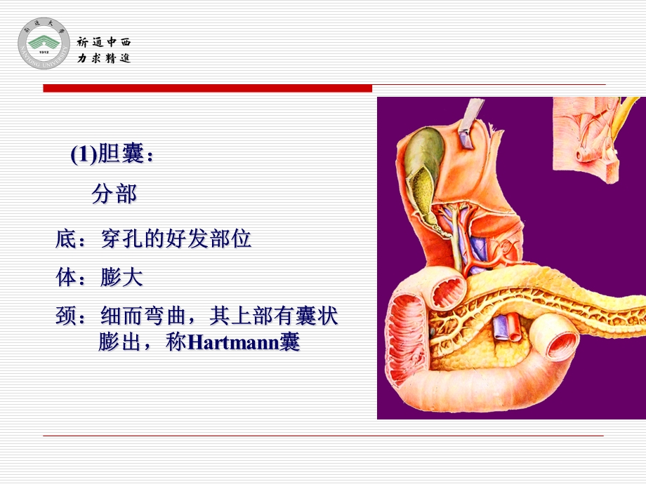 《医用局部解剖学第五章腹部第四节结肠上区》精品ppt课件下.ppt_第3页