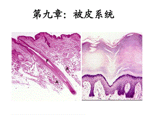 第九章皮肤_植物组织胚胎学ppt课件.ppt