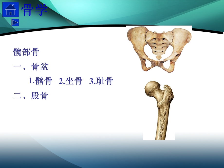 髋部解剖及手术入路课件.ppt_第3页