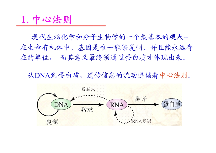 动物生物化学ppt课件 DNA的生物合成—复制.ppt_第3页