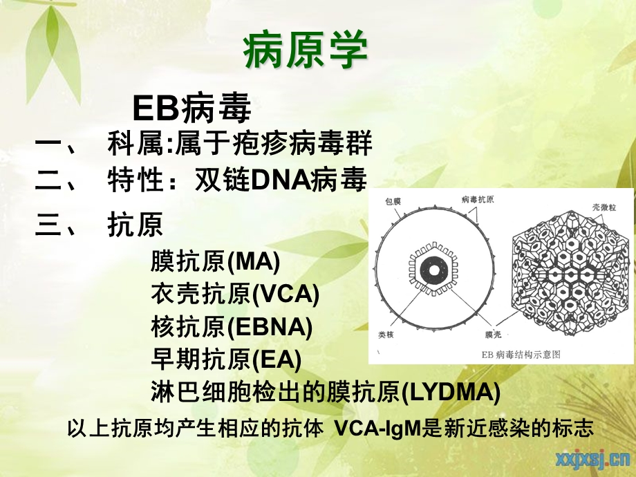 传染性的单核细胞增多症培训资料课件.ppt_第3页