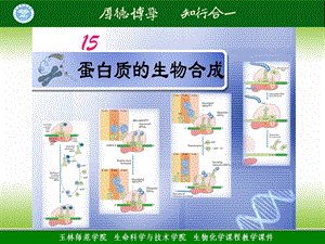 2012年秋季期 生化理论授课ppt课件-15 蛋白质的生物合成.ppt