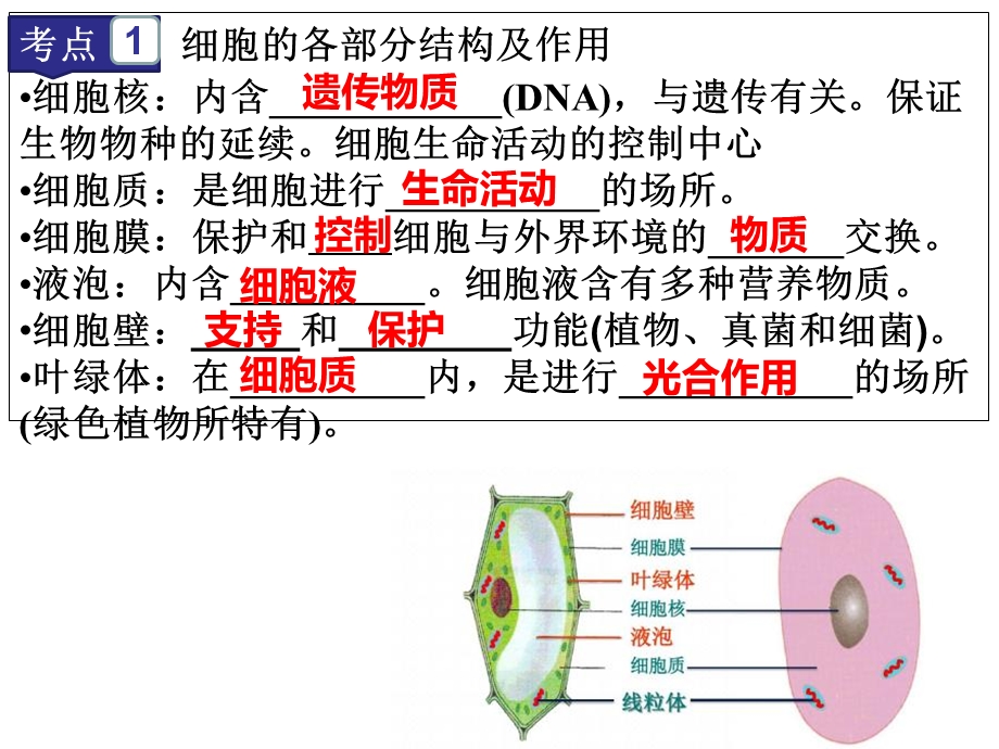 中考复习生物-第2讲-构成生物体的细胞、组织、器官和系统课件.ppt_第3页