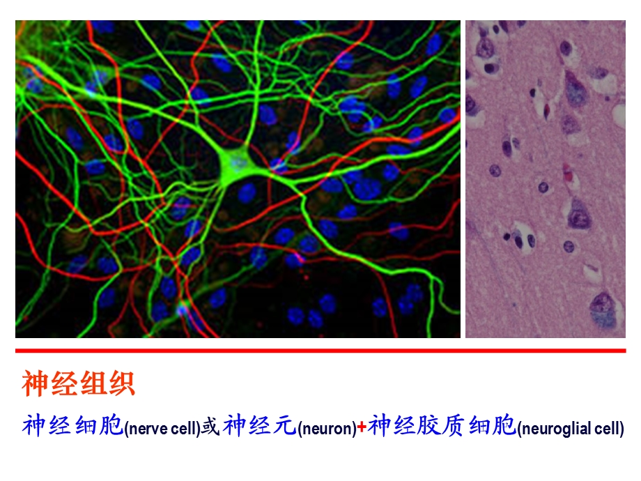 课件-基本组织：神经组织.ppt_第3页