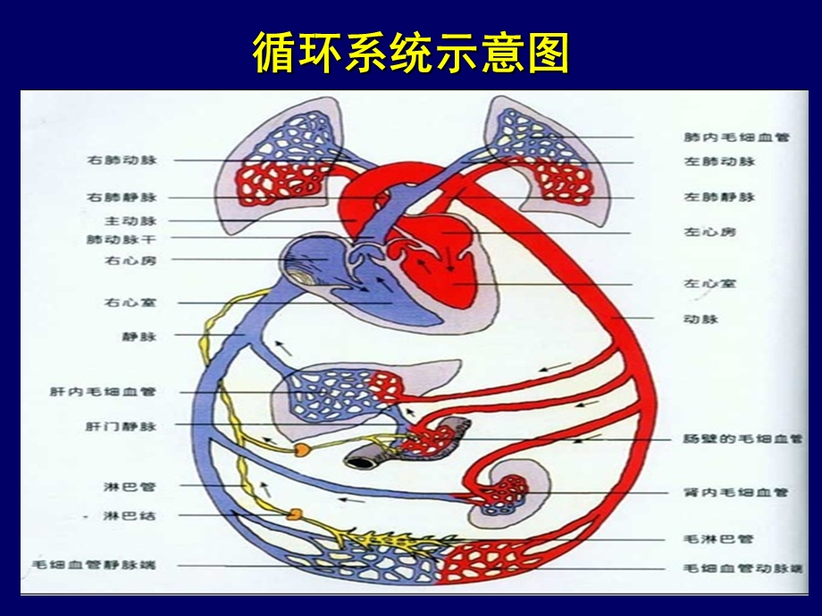 重症心力衰竭的药物课件.ppt_第2页