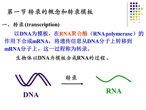 RNA的生物合成(动物生化)课件.ppt