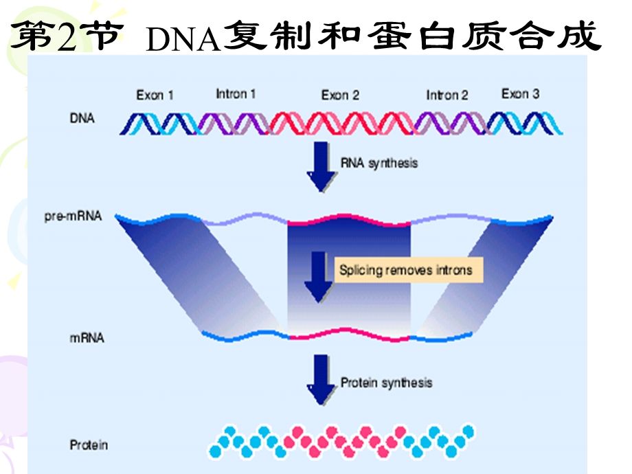 DNA复制和蛋白质合成 高二生物课件教案 人教版.ppt_第2页