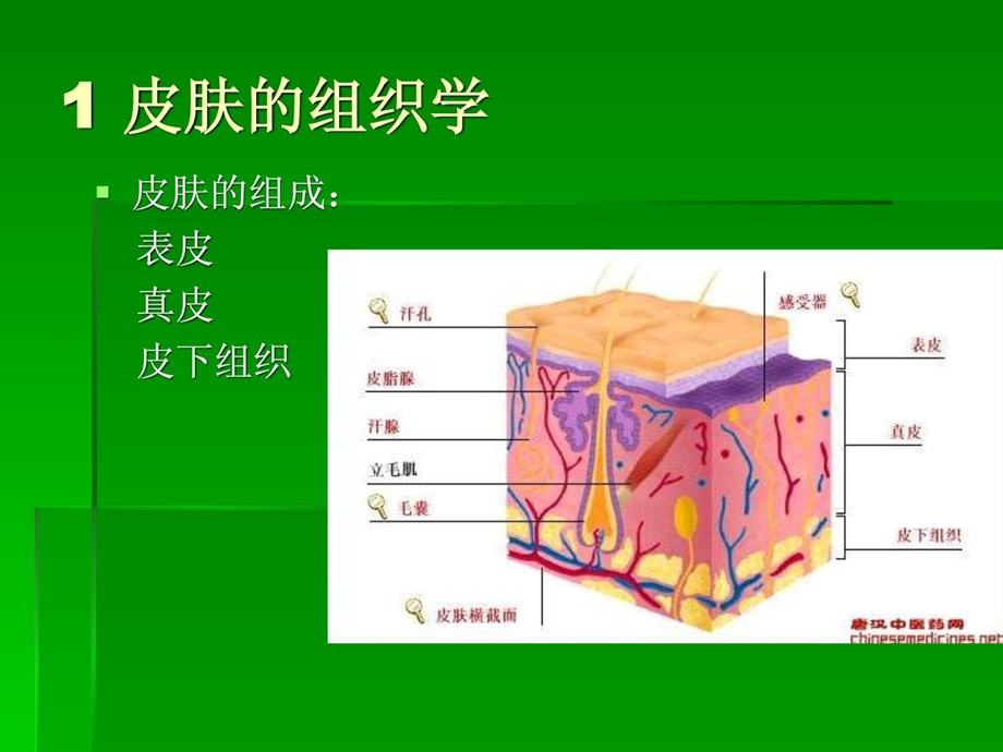 皮肤与甲的组织与心理课件.ppt_第3页