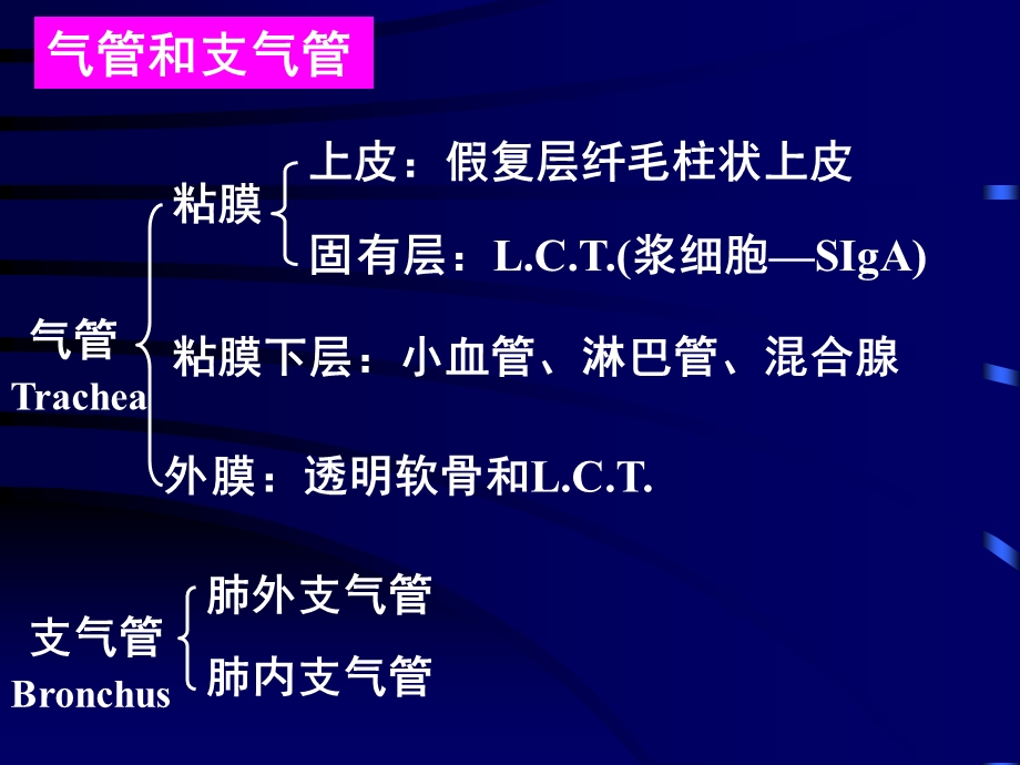 呼吸系统组织胚胎学ppt课件.ppt_第3页