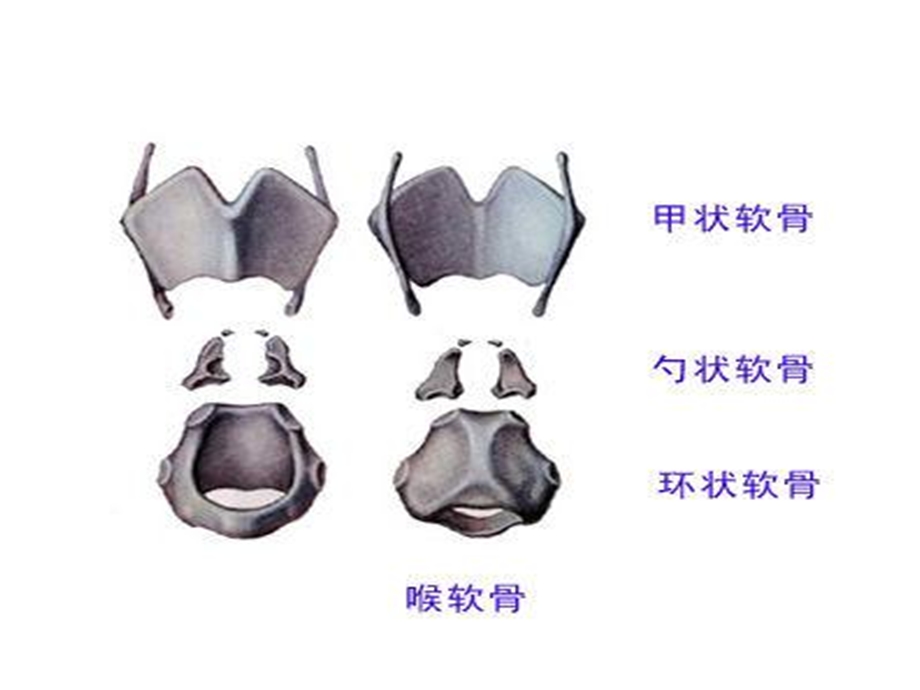 耳鼻咽喉科学中文版ppt课件 喉部解剖和生理.ppt_第2页