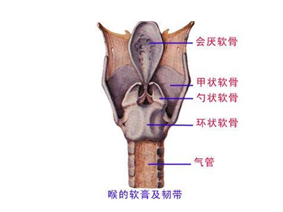 耳鼻咽喉科学中文版ppt课件 喉部解剖和生理.ppt_第3页