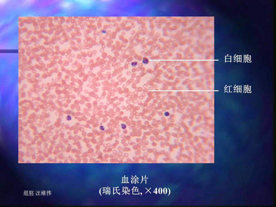 医学组织胚胎学ppt课件-血液和血发生.ppt_第3页