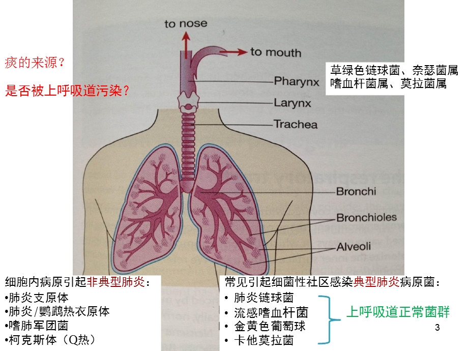 下呼吸道感染细胞培养操作规范解读课件.ppt_第3页