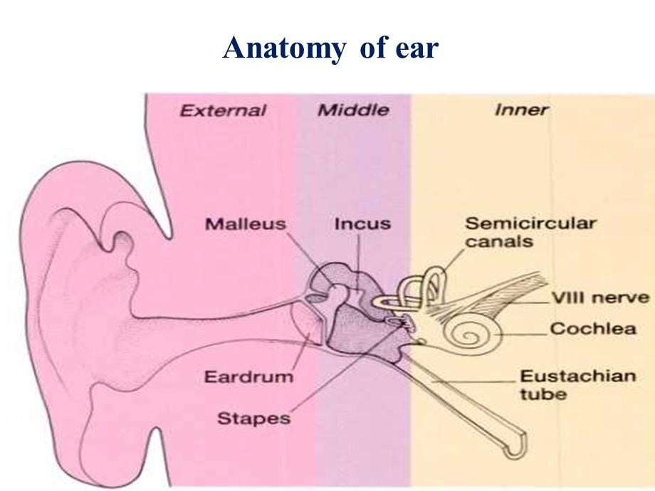 耳鼻咽喉科学英文版ppt课件 clinical anatomy physiology of the ear.ppt_第2页